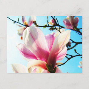 Cartão Postal Flores Magnolia - Cartão-postal
