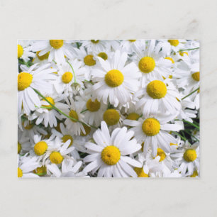 Cartão Postal Flores margaridas