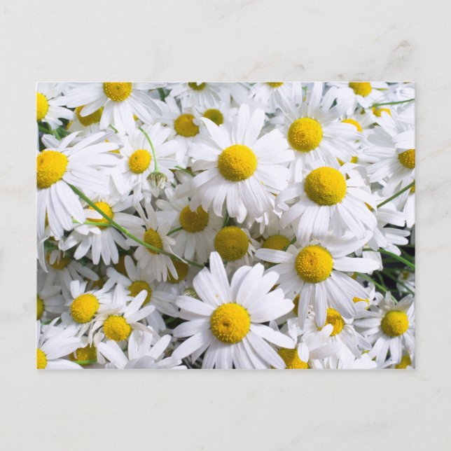 Cartão Postal Flores margaridas (Frente)