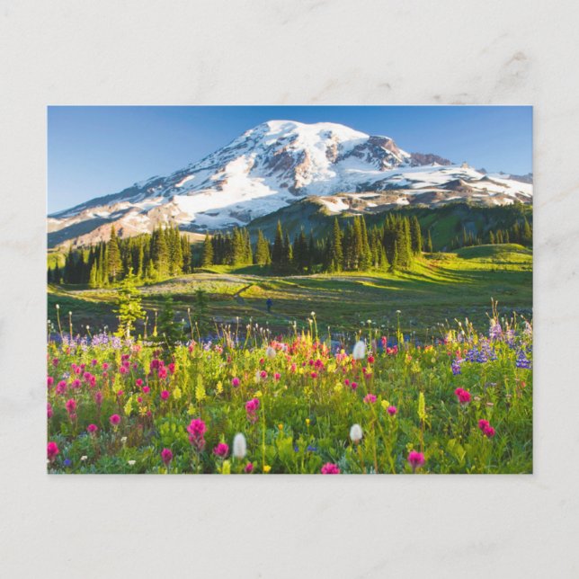 Cartão Postal Flores | Mt. Rainier Wildflower (Frente)