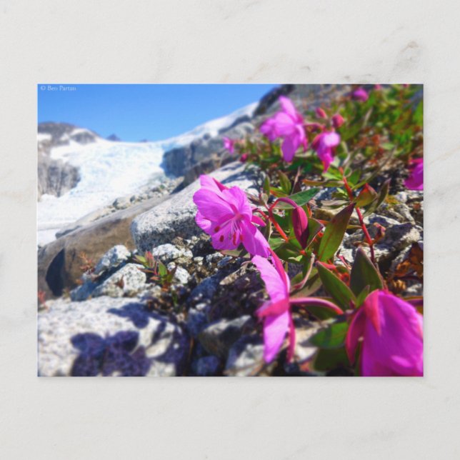 Cartão Postal Flores na Trincheira Gilkey (Frente)