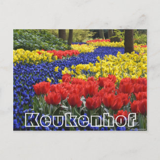 Cartão Postal Flores no Keukenhof, jacintos e nabos