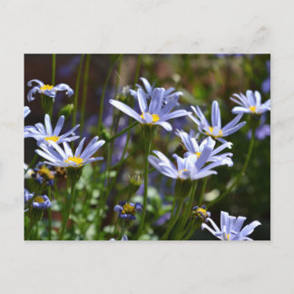 Cartão Postal Flores no sol