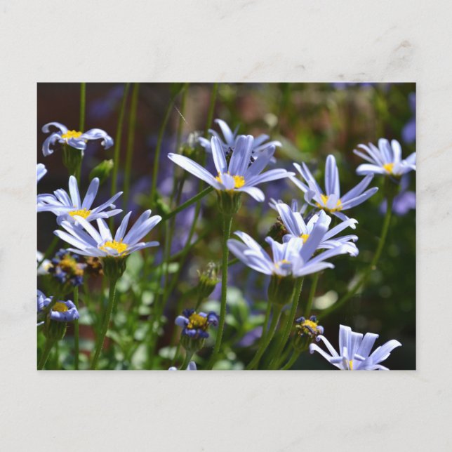 Cartão Postal Flores no sol (Frente)