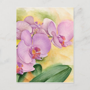 Cartão Postal Flores Orquídeas Phalaenopsis, Lavanda rosa
