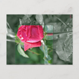 Cartão Postal Flores pelo lago - botão da rosa vermelha