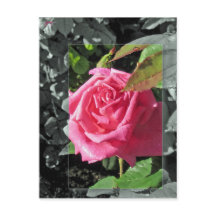 Flores pelo lago - rosa