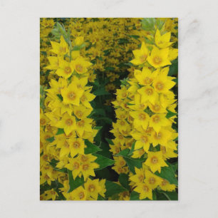 Cartão Postal Flores Perenes de Delfinium Amarelas