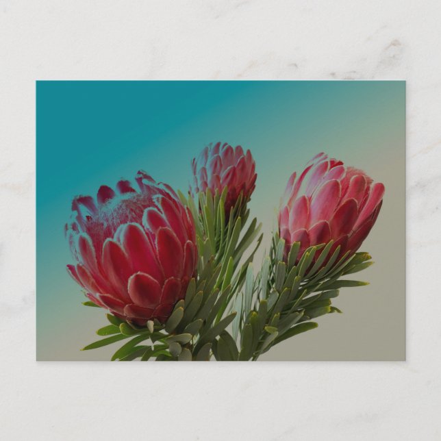 Cartão Postal Flores Protea (Frente)