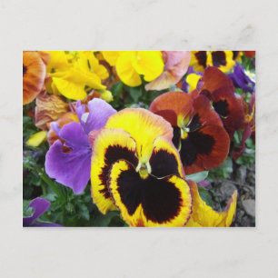 Cartão Postal Flores Púrpuras e Amarelas