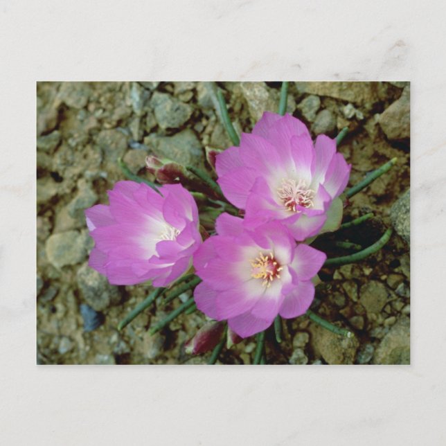 Cartão Postal Flores Red Bitterroot (Frente)