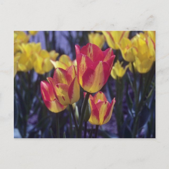 Cartão Postal Flores Red Georgette Tulip (Tulipa Multoflora) (Frente)