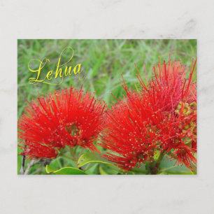 Cartão Postal Flores Red Lehua em Maui