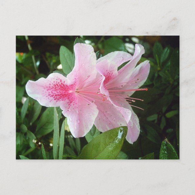 Cartão Postal Flores Rhododendron (Frente)