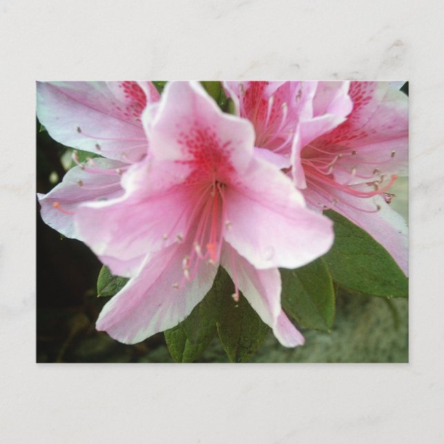 Cartão Postal Flores Rhododendron (Frente)