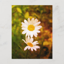 Cartão Postal Flores Românticas – Casal de Margaridas Botânicas