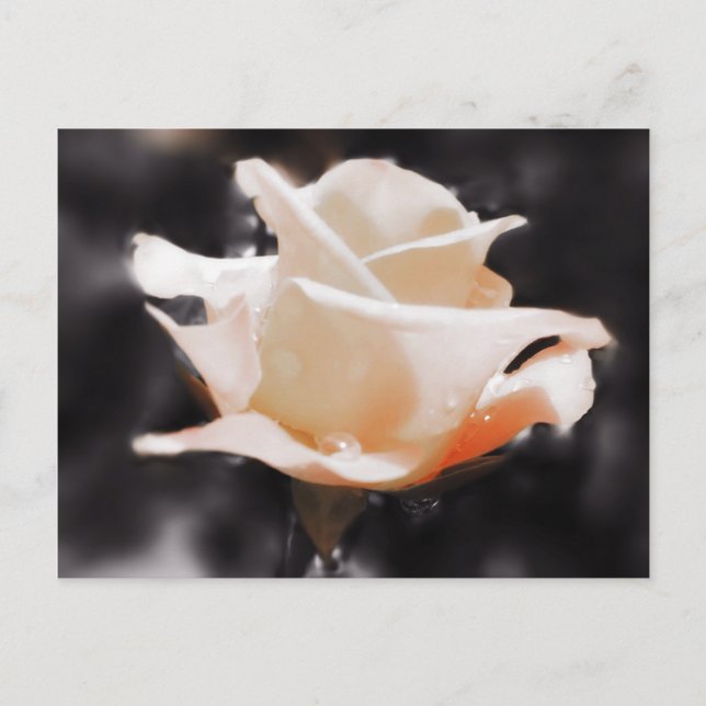 Cartão Postal Flores Românticas de Rosa (Frente)