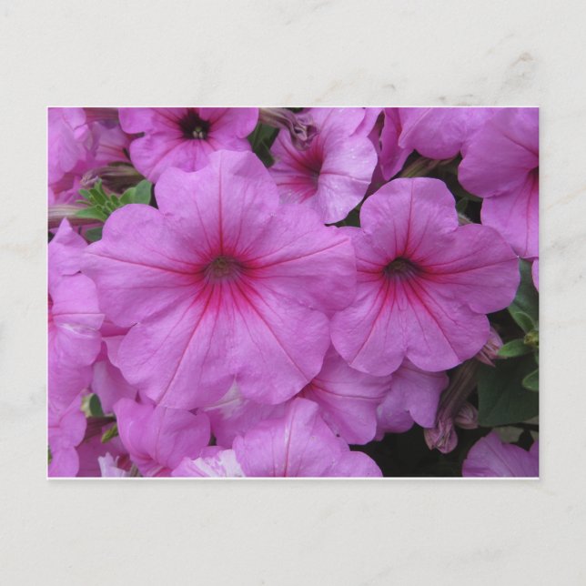Cartão Postal Flores Rosa (Frente)
