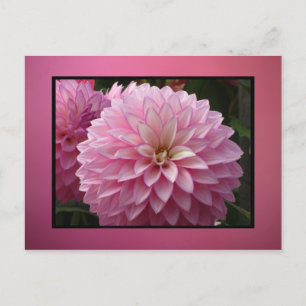 Cartão Postal Flores Rosa