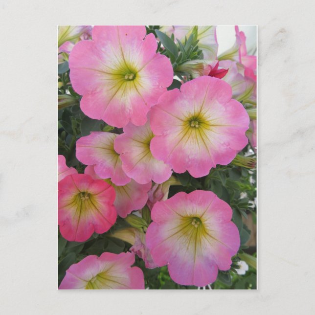 Cartão Postal Flores Rosa (Frente)