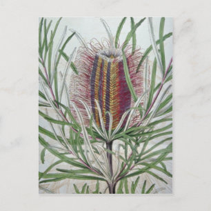 Cartão Postal Flores rosa Banksia occidentalis
