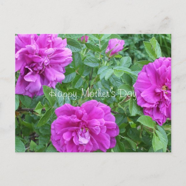 Cartão Postal Flores Rosa-dia de as mães (Frente)