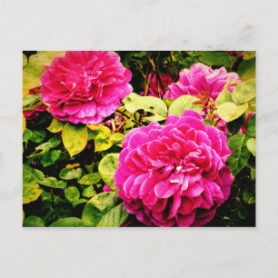 Cartão Postal Flores Rosa em Kew Gardens Foto