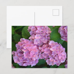 Cartão Postal Flores rosa pastel Hortensia hydrangea