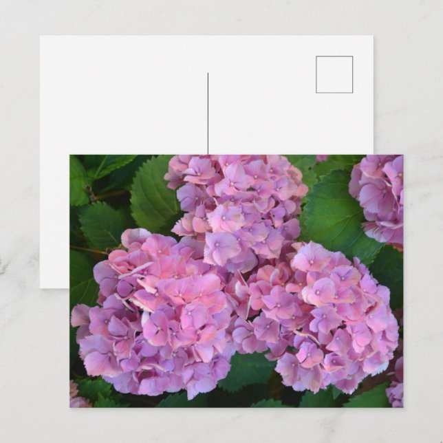 Cartão Postal Flores rosa pastel Hortensia hydrangea (Frente/Verso)
