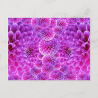 Flores Rosa PomPom Dahlia