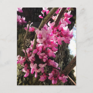 Cartão Postal Flores Rosa primavera