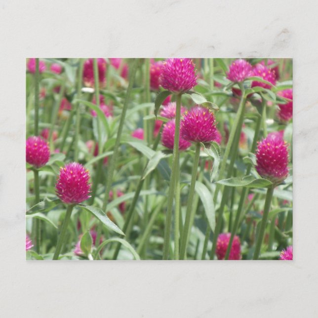 Cartão Postal Flores Rosa Quente (Frente)