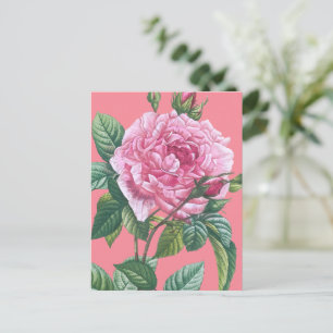 Cartão Postal Flores Rosa Rosa Rosa Rosa Rosa Rosa Rosa com Folh