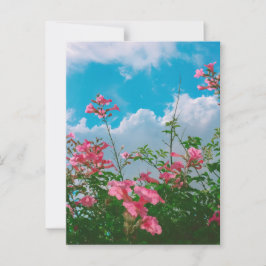 Cartão Postal Flores Rosa Sob Céu Azul com Nuvens - Natureza