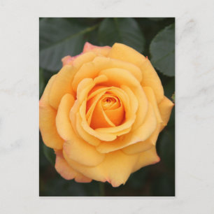 Cartão Postal flores rosas floram amor esposa namorada casal