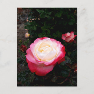 Cartão Postal Flores rosas, Rosas brancas rosa