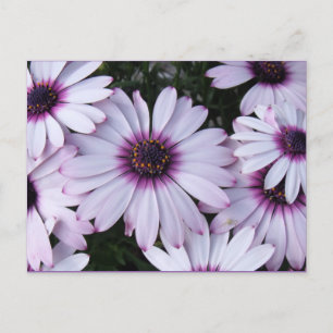 Cartão Postal Flores Roxas Claras com Fundo Roxo