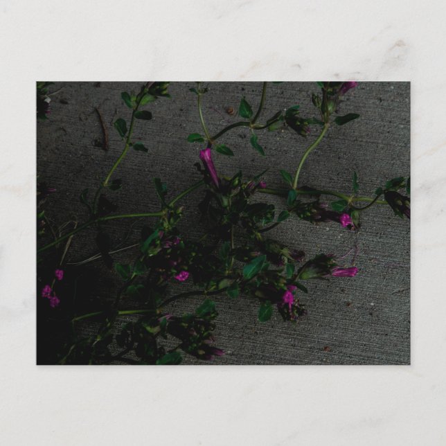 Cartão Postal Flores roxas com sombras profundas (Frente)