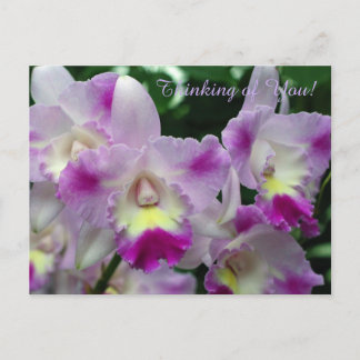 Cartão Postal Flores Roxas Da Orquídea De Cattleya
