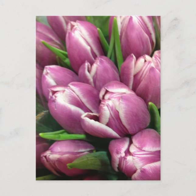 Cartão Postal Flores roxas da tulipa (Frente)