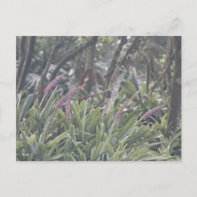 Cartão Postal Flores Roxas De Couro (Frente)
