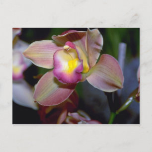 Cartão Postal Flores roxas de Cymbidium