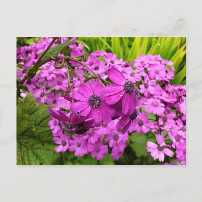 Cartão Postal Flores Roxas de São Francisco (Frente)