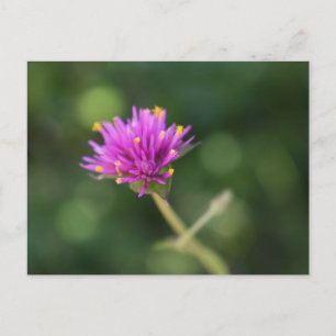 Cartão Postal Flores Roxas Verão Natureza Fotografia Floral