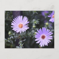 Flores Roxas Verão Natureza Fotografia Floral