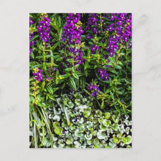 Cartão Postal Flores Roxos com Folhagem Prateada