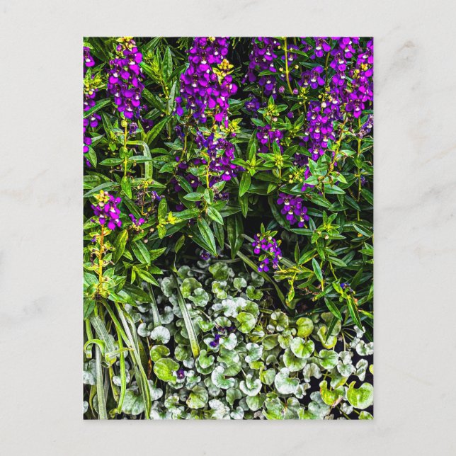 Cartão Postal Flores Roxos com Folhagem Prateada (Frente)