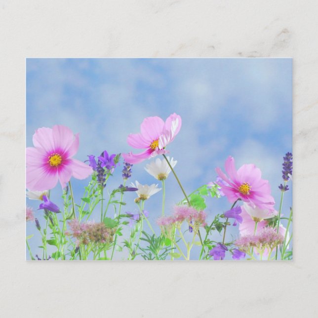 Cartão Postal Flores selvagens (Frente)