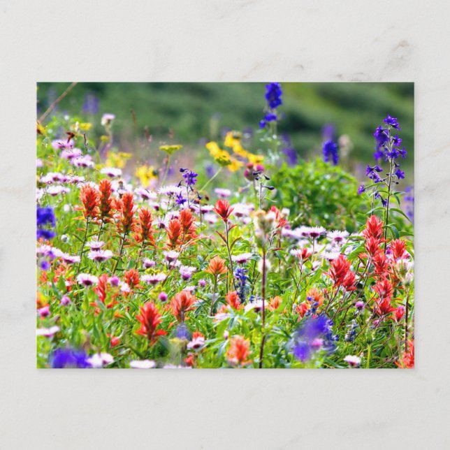 Cartão Postal Flores selvagens (Frente)