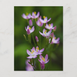 Cartão Postal Flores selvagens